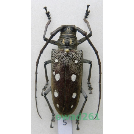 Batocera rubus (Linnaeus, 1758) female Thailand +40mm5